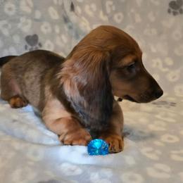 Toby - Red male Dachshund puppy in Tonopah, Arizona from Desert Diamond Dachshunds