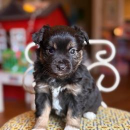 Mojo jojo - Black tri male Miniature Australian Shepherd puppy in Buchanan, Georgia from Stanleyville Farm Mini Aussies