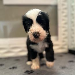 CANNOLI - Black and white male Sheepadoodle puppy in Riverside, California from Downtown Doodles & Frenchies