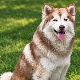 Laika - Pomsky