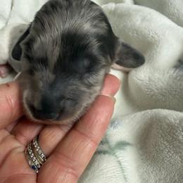 Blue boy - Dapple male Dachshund puppy in Chillicothe, Ohio from Brittney's Doxie Den