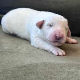 Girl 4 - White female Great Pyrenees puppy in San Diego, California from McCarthy Ranchette LLC