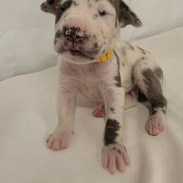 Johnathan - Harlequin male Great Dane puppy in Bay City, Michigan from Monarch Danes