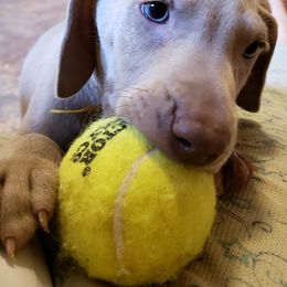 Weimaraner Puppies from LAAT Weims