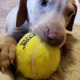 Weimaraner Puppies from LAAT Weims