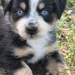 Rheana - Black tri-color female Australian Shepherd puppy in Flemington, New Jersey from Aislin Fields
