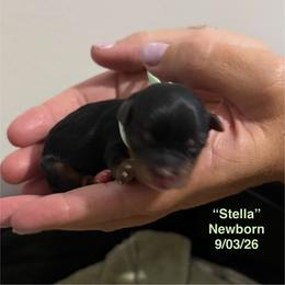 Stella - Black and tan female Yorkshire Terrier puppy in Forest, Virginia from Majestic Touch Kennels and Pet Services