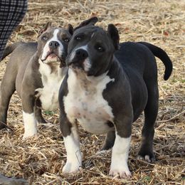 American Bully Puppies from Haymaker Bully Camp