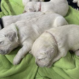 Golden Retriever and Labrador Retriever Puppies from Oak Breeze Retrievers