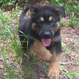 German Shepherd puppies from Von Stephan Max Shepherds