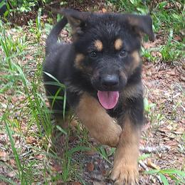 German Shepherd puppies from Von Stephan Max Shepherds