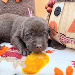 Dark pink - Chocolate female Labrador Retriever puppy in Heath Springs, South Carolina from Rich Hill Retrievers