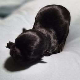 Gabby- AKC - Black female Shih Tzu puppy in Trinity, North Carolina from Trinity Shih Tzu