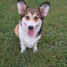 Waffles - Sable male Pembroke Welsh Corgi puppy in Powhatan, Virginia from Ranch Hand Corgis
