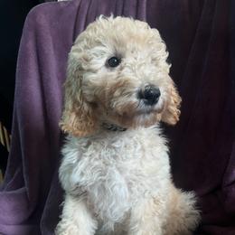 Sunshine - Parti female Goldendoodle puppy in Lowville, New York from Adirondack Labradoodles