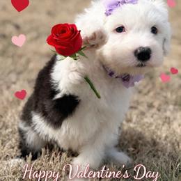 Munchkin - Black and white female Old English Sheepdog puppy in Chattanooga, Tennessee from River City Doodles TN