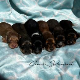 Dachshund Puppies from Camacho_Dachshunds
