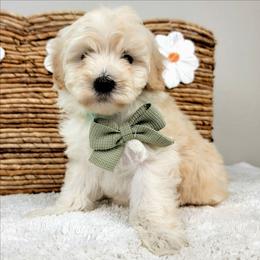 Fable - Cream female Goldendoodle puppy in Temecula, California from Oodles O'Doodles
