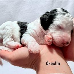 Cruella - Black and white female Bernedoodle puppy in Pottstown, Pennsylvania from Willow-Be Doodles