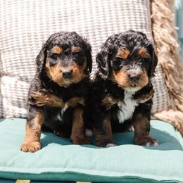 Bernedoodle and Bernese Mountain Dog Puppies from A + E Farms