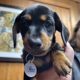 Dachshund Puppies from Cogsworth Cromwell Dachshunds of South West Michigan