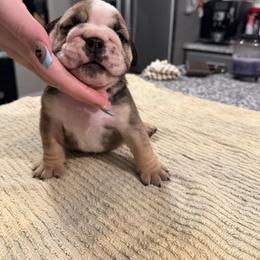 Sarah - Red and white female Bulldog puppy in Christiana, Delaware from TnTsBulldogs