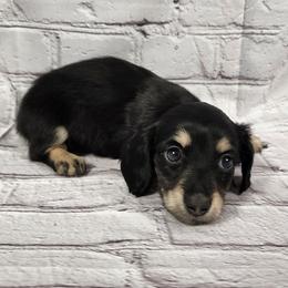 Bailey - Black and cream female Dachshund puppy in Anaconda, Montana from Williams Family Dachshunds