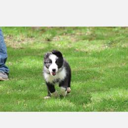Sir Duncan - Panda male German Shepherd puppy in Garrett, Indiana from Devil-Dog Shepherds