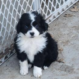 Heartley - Black & white female Miniature Australian Shepherd puppy in Dalhart, Texas from RNL Family Raised Pups
