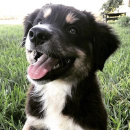 Aussiedoodles, Australian Shepherds, and Miniature Australian Shepherds from Poston Paddock Aussies LLC