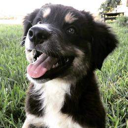Aussiedoodles, Australian Shepherds, and Miniature Australian Shepherds from Poston Paddock Aussies LLC
