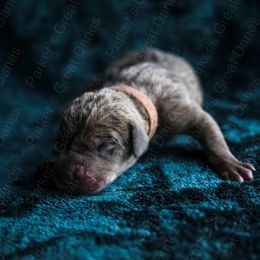 A’net - Merle Great Dane puppy in Rosharon, Texas from Parker's Great Danes