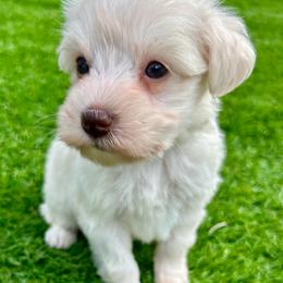 Abby - Wheaten female Miniature Schnauzer puppy in Canyon Lake, Texas from Chambers Schnauzers