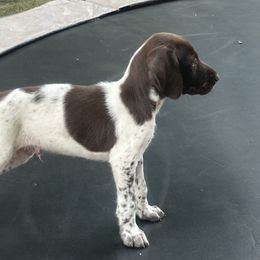 German Shorthaired Pointer Puppies from Winsome Farm