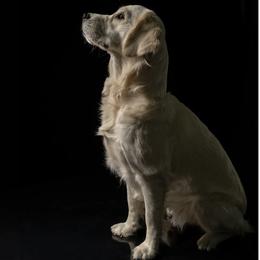 Barley - Golden Retriever