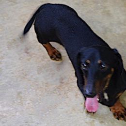 Dachshund All Grown Up from Cindy Foerster's Dachshunds