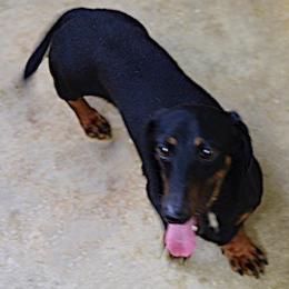 Dachshund All Grown Up from Cindy Foerster's Dachshunds