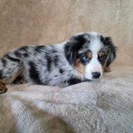 Yoyo (please read caption) - Blue merle male Miniature Australian Shepherd puppy in Copperas Cove, Texas from Hidden Leaf Aussies