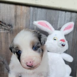 Blue merle girl 2 - Australian Shepherd puppy in Grants Pass, Oregon from Kehlani Kai Aussies