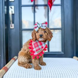 Bailey - Goldendoodle puppy from JW Doodles
