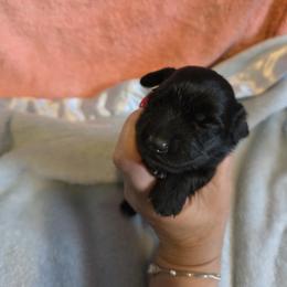 Star - Black and Cream - Black and cream female Dachshund puppy in Pueblo, Colorado from HotDachs