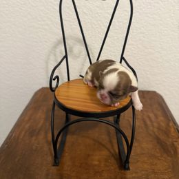 Shih Tzu Puppies from Rustic_Charm_by_Andye