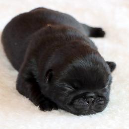 Gracie - Black female Pug puppy in Winnsboro, Texas from Southern pugs