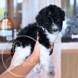Swiss - Maroon - Tri-color male Bernedoodle puppy in Rockwall, Texas from Glory Doodles