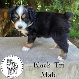 Bjorn - Black tri male Miniature Australian Shepherd puppy in Jaroso, Colorado from Heaven Sent Aussies