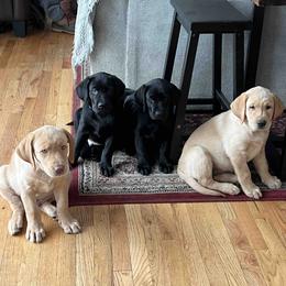 Labrador Retriever Puppies from Branley's Riverside Labradors