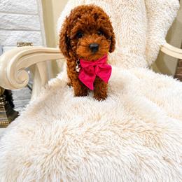 Biscuit - Red  female Poodle puppy in Midway City, California from Rapture Red Poodles
