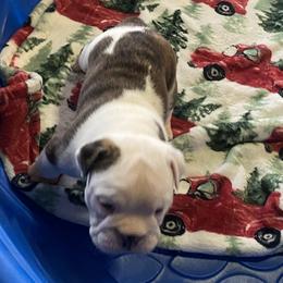 Boy 3 - Bulldog puppy in Myerstown, Pennsylvania from Brooke’s Babies