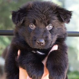 Flora - Black female German Shepherd puppy in Canton, Texas from WILDWOOD GERMAN SHEPHERDS