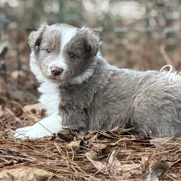 Lilac Boy 1,700 - Lilac male Border Collie puppy in Nashville, Arkansas from Whisenhunt Farms